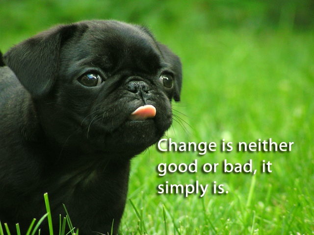 Don Draper Puppy