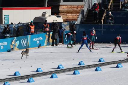 Un perro va por el oro en la pista olímpica de esquí de fondo durante la carrera
