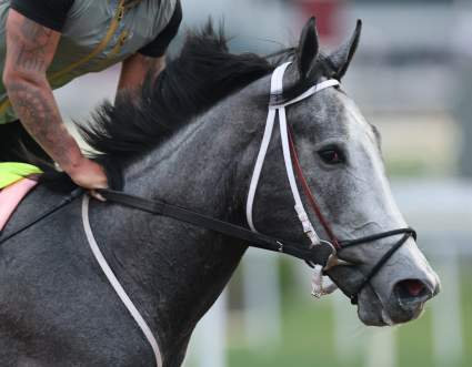 Great White se une a la lista de participantes del Kentucky Derby tras la retirada de Silent Tactic.