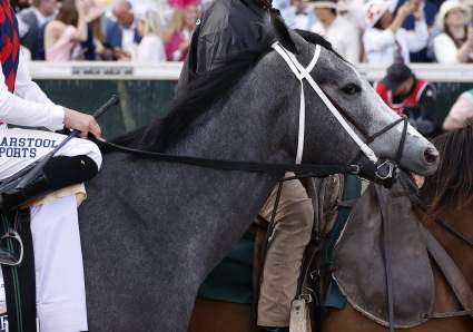 Por qué Great White podría ser el caballo con menos probabilidades de ganar en el Preakness.